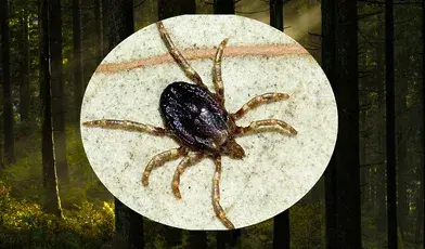 Jak rozpoznać nowy gatunek kleszcza? Pajęczaki te są większe od tych, które znamy, bardziej ruchliwe i pają pasiaste odnóża 