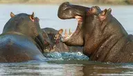 Hipopotamy, które uciekły z hodowli Pablo Escobara i zaczęły się rozmnażać, stały się wielkim problemem dla mieszkańców Kolumbii 