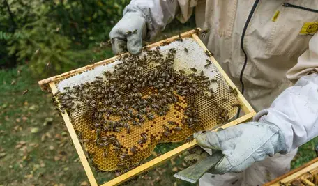 Afera wokół pszczół. Opozycja alarmuje