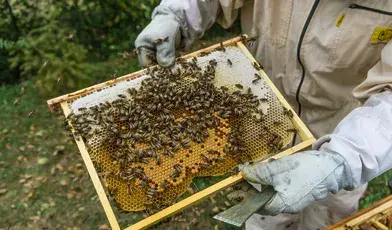 Afera wokół pszczół. Opozycja alarmuje