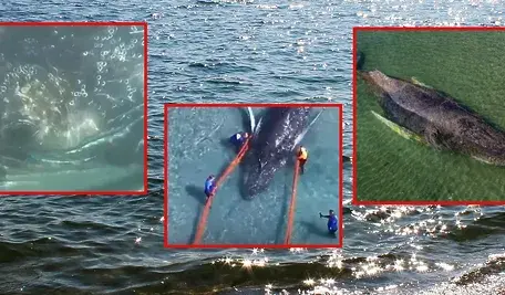 Uwięziony na Bałtyku wieloryb Timmy jest już na barce, która zabierze go na głęboką wodę 