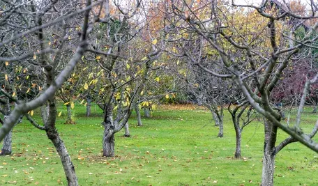 Sadownicy i hodowcy owoców takich jak truskawki załamują ręce. Wyjątkowo mocna fala mrozów właśnie zniszczyła wiele upraw w Polsce
