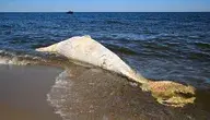 Śmierć giganta u ujścia Wisły. Służby w gotowości