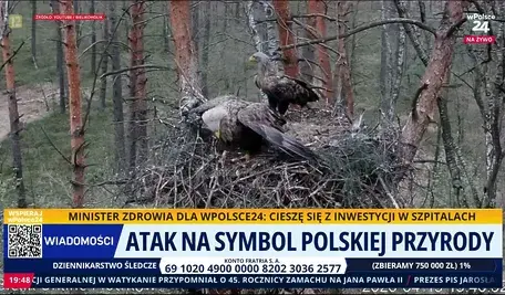 Zniszczono gniazdo bielików 