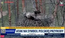 Zniszczono gniazdo bielików