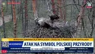 Zniszczono gniazdo bielików