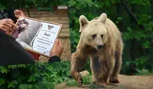 Miś Batyr i certyfikat jego adopcji przez Prezydenta Karola Nawrockiego