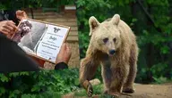 Miś Batyr i certyfikat jego adopcji przez Prezydenta Karola Nawrockiego