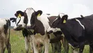 Krowy na pastwisku z numerami identyfikacyjnymi na uszach, przedstawiające bydło mleczne w hodowli.