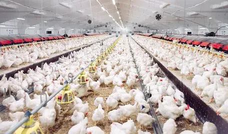 Ferma kurczaków, taśmowa produkcja drobiu 