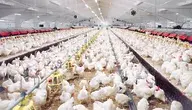 Ferma kurczaków, taśmowa produkcja drobiu 