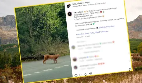 Rys na trasie, a zaraz po nim jeleń, w tle dolina gąsienicowa, wpisy na instagramie i w ogóle poezja