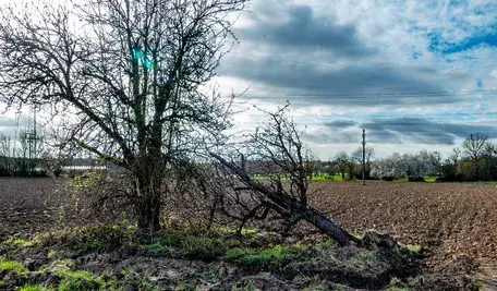 Susza na polskich polach dotyka rolników