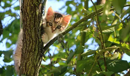 kessa-cat-1647775