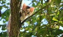 kessa-cat-1647775