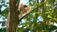 kessa-cat-1647775