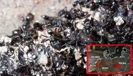 Mrówki znad Morza Śródziemnego, z którymi nie da się wygrać są już w Niemczech, gdzie doszło do pierwszych uszkodzeń infrastruktury i dalej prą na wschód