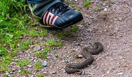 Uwaga na żmiję. Zwierzęta po zimie są ospałe i można na nie nadepnąć