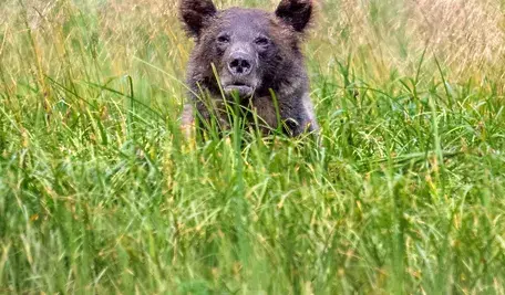 Niedźwiedzie niszczą pasieki na Podhalu (