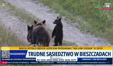 Niedźwiedzie 2