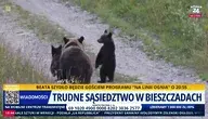 Niedźwiedzie 2