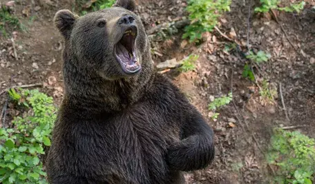 miller_eszter-bear-3400641.webp