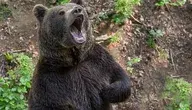 miller_eszter-bear-3400641.webp