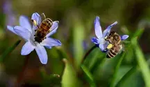 Dlaczego w polskich ulach jest tak mało miodu?