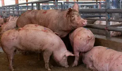 Świnie w chlewie, to już za kilka lat może być rzadki widok w Polsce 