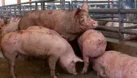 Świnie w chlewie, to już za kilka lat może być rzadki widok w Polsce 