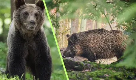 Zdjęcie niedźwiedzia i dzika na tle lasu