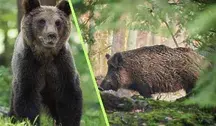 Zdjęcie niedźwiedzia i dzika na tle lasu