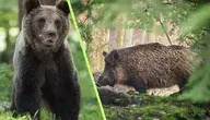 Zdjęcie niedźwiedzia i dzika na tle lasu