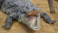 Krokodyl 