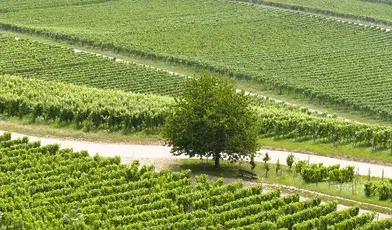 kranich17-vineyard-9494646