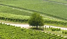 kranich17-vineyard-9494646