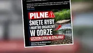 Śnięte ryby w Odrze