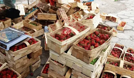Kosze pełne świeżych truskawek na targu hurtowym, porozrzucane i częściowo rozbite, z wagą i owocami gotowymi do sprzedaży