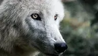 jimoody8-wolf-4483675_1920