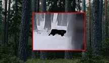 W lesie pod Głogowem zaobserwowano dużego kota, może to być puma 