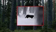 W lesie pod Głogowem zaobserwowano dużego kota, może to być puma 