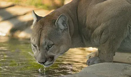 puma pijąca wodę