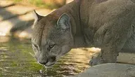 puma pijąca wodę