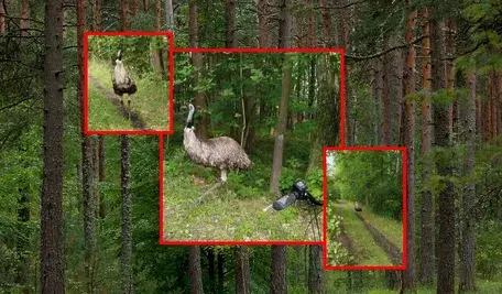W lesie pod Lublińcem zauważono emu