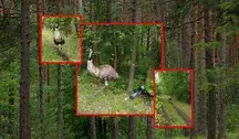W lesie pod Lublińcem zauważono emu