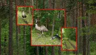 W lesie pod Lublińcem zauważono emu