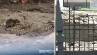 szczury2 ok