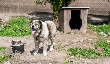 Dzięki Karolowi Nawrockiemu los wielu zwierząt w Polsce może realnie się poprawić