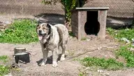 Dzięki Karolowi Nawrockiemu los wielu zwierząt w Polsce może realnie się poprawić