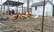Nagle okazało się, że tego typu małe, ekologiczne kurze hodowle są... złe dla planety